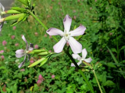 Gewöhnliches Seifenkraut (Saponaria officinalis) im Almet in Sankt Arnual
