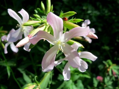 Gewöhnliches Seifenkraut (Saponaria officinalis) im Almet in Sankt Arnual