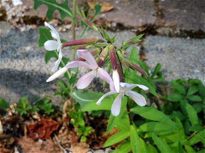 Ritzenbotanik: Gewöhnliches Seifenkraut (Saponaria officinalis) in Hockenheim