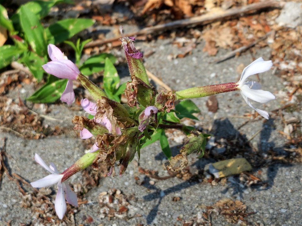 Ritzenbotanik: Gewöhnliches Seifenkraut (Saponaria officinalis) in Hockenheim
