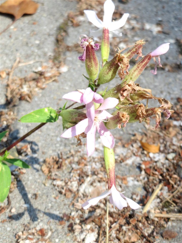 Ritzenbotanik: Gewöhnliches Seifenkraut (Saponaria officinalis) in Hockenheim