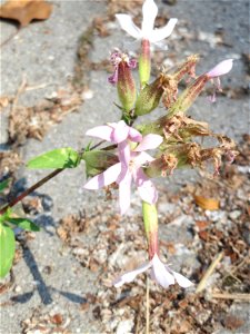 Ritzenbotanik: Gewöhnliches Seifenkraut (Saponaria officinalis) in Hockenheim