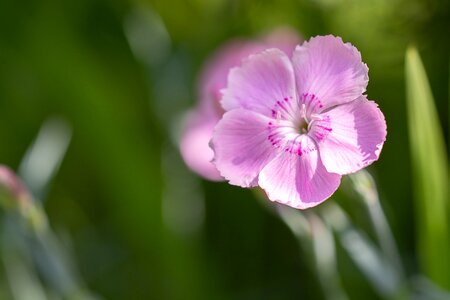 Pink pink flower garden