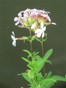 Gewöhnliches Seifenkraut (Saponaria officinalis) an der Saar in Saarbrücken
