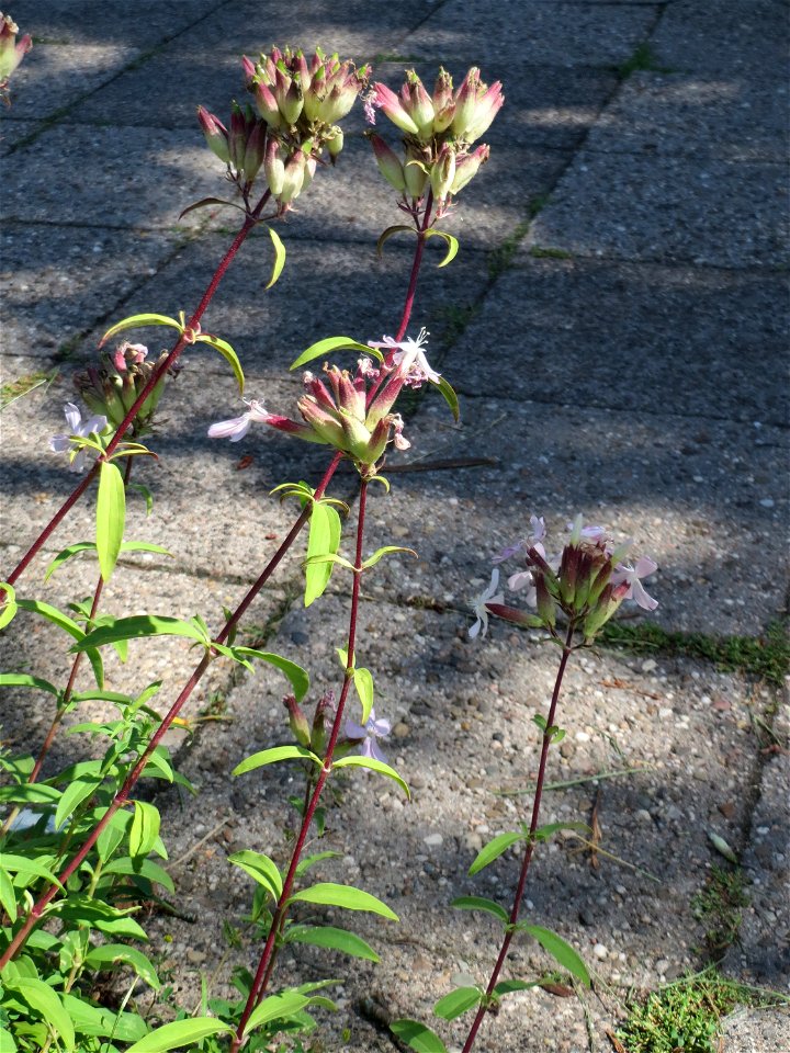 Ritzenbotanik: Gewöhnliches Seifenkraut (Saponaria officinalis) in Saarbrücken
