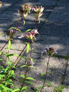 Ritzenbotanik: Gewöhnliches Seifenkraut (Saponaria officinalis) in Saarbrücken