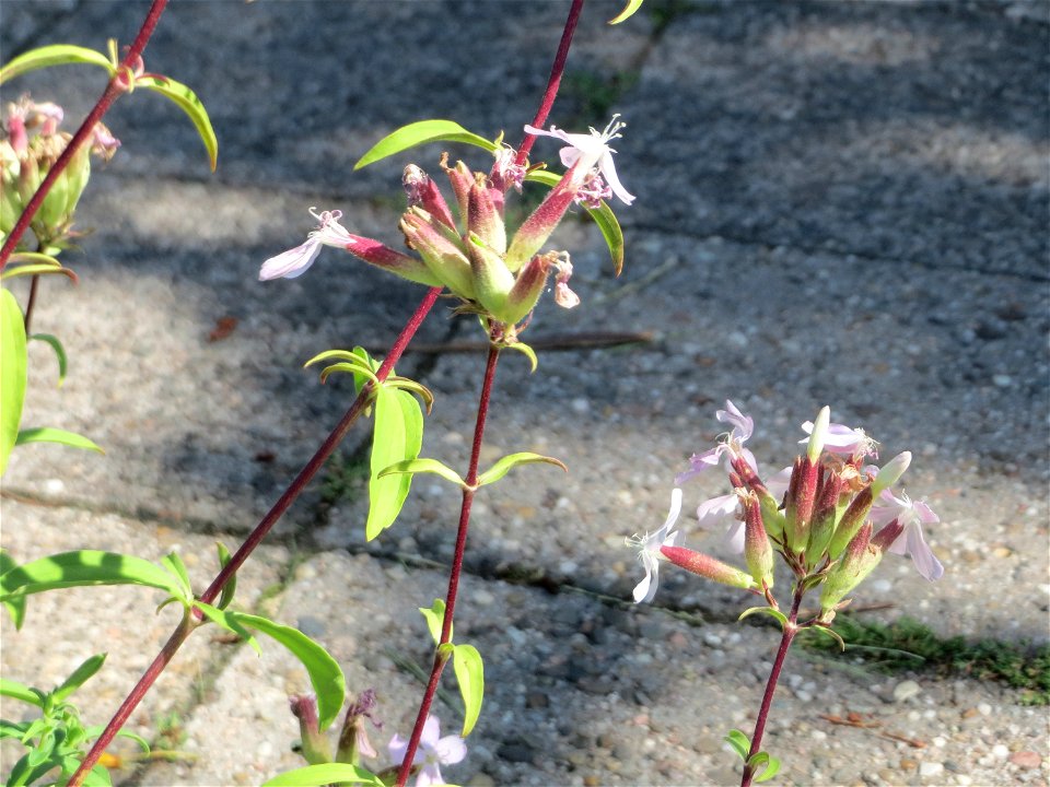 Ritzenbotanik: Gewöhnliches Seifenkraut (Saponaria officinalis) in Saarbrücken