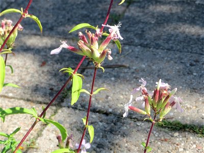 Ritzenbotanik: Gewöhnliches Seifenkraut (Saponaria officinalis) in Saarbrücken