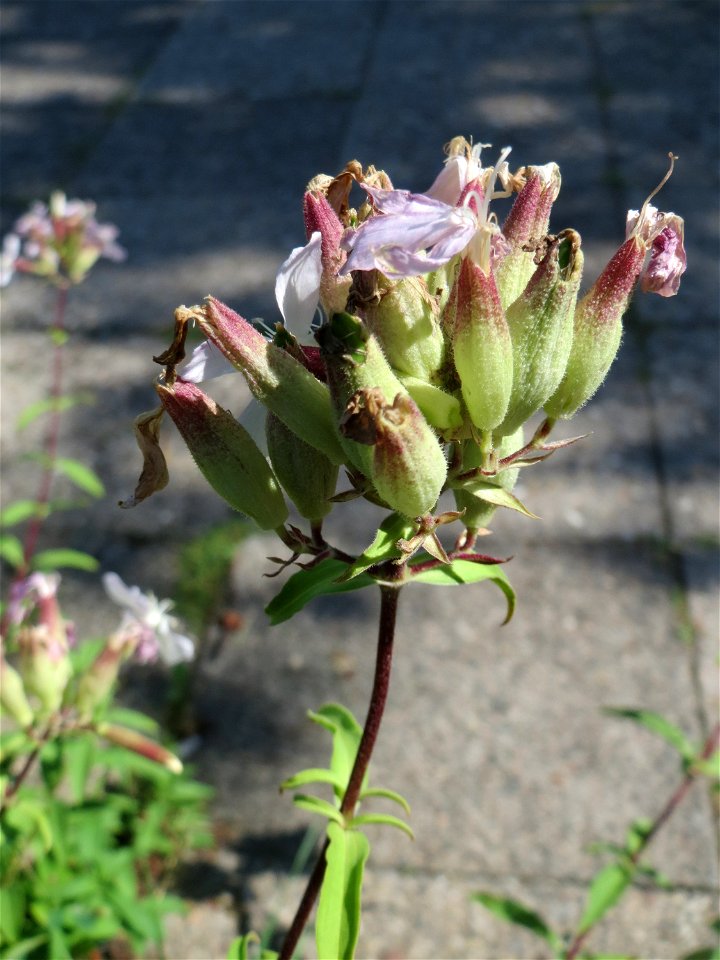 Ritzenbotanik: Gewöhnliches Seifenkraut (Saponaria officinalis) in Saarbrücken