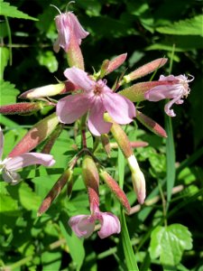 Gewöhnliches Seifenkraut (Saponaria officinalis) im Naturschutzgebiet „St. Arnualer Wiesen“
