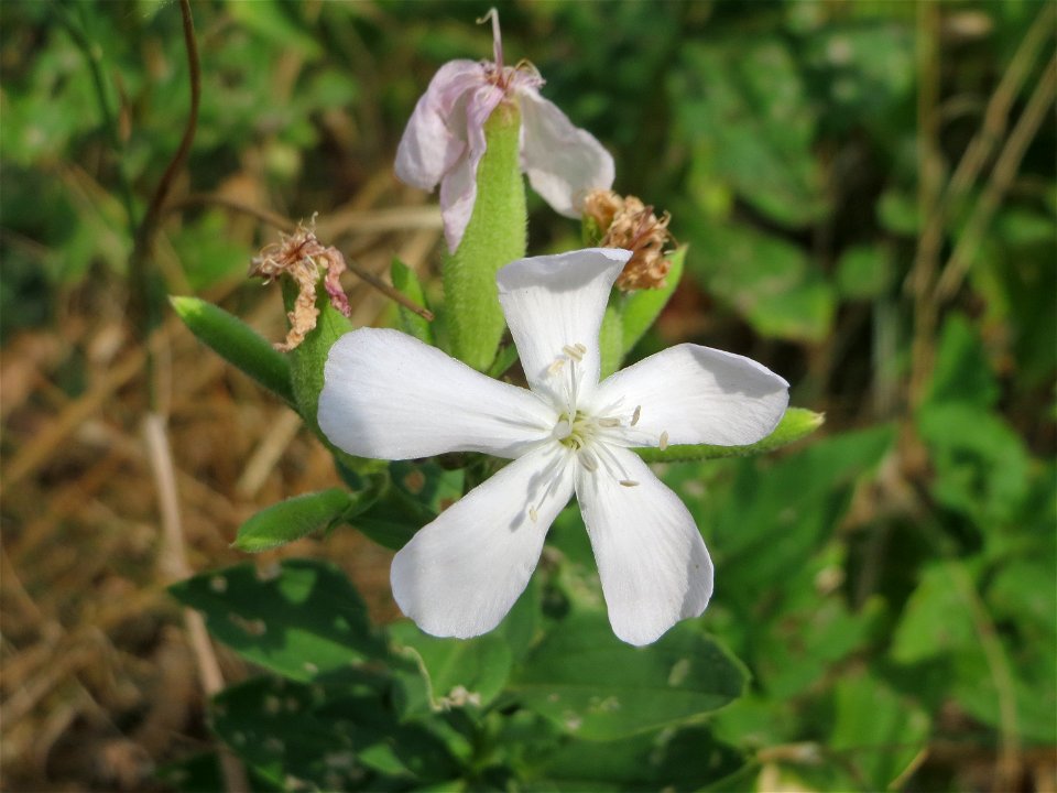 Gewöhnliches Seifenkraut (Saponaria officinalis) im Landschaftsschutzgebiet „Hockenheimer Rheinbogen“