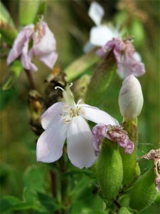 Gewöhnliches Seifenkraut (Saponaria officinalis) im Landschaftsschutzgebiet „Hockenheimer Rheinbogen“