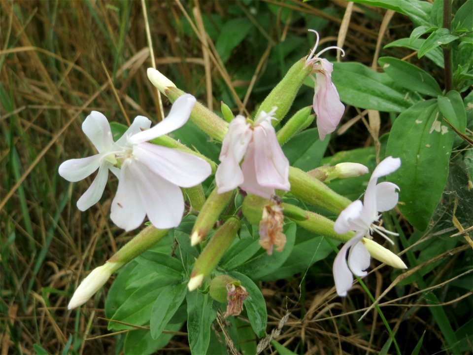 Gewöhnliches Seifenkraut (Saponaria officinalis) an der Elisabethenstraße bei Mainz-Kastell
