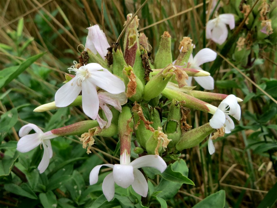 Gewöhnliches Seifenkraut (Saponaria officinalis) an der Elisabethenstraße bei Mainz-Kastell