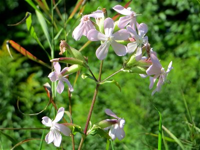 Gewöhnliches Seifenkraut (Saponaria officinalis) in den Sankt Arnual Wiesen gegenüber vom Osthafen Saarbrücken (Außerhalb vom NSG)
