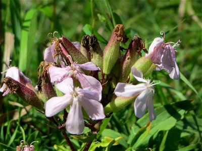 Gewöhnliches Seifenkraut (Saponaria officinalis) in den Sankt Arnual Wiesen gegenüber vom Osthafen Saarbrücken (Außerhalb vom NSG)