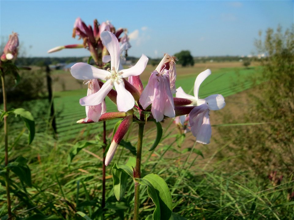 Gewöhnliches Seifenkraut (Saponaria officinalis) am westlichen Ausläufer vom „Wingertsbuckel“ bei Oftersheim
