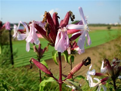 Gewöhnliches Seifenkraut (Saponaria officinalis) am westlichen Ausläufer vom „Wingertsbuckel“ bei Oftersheim