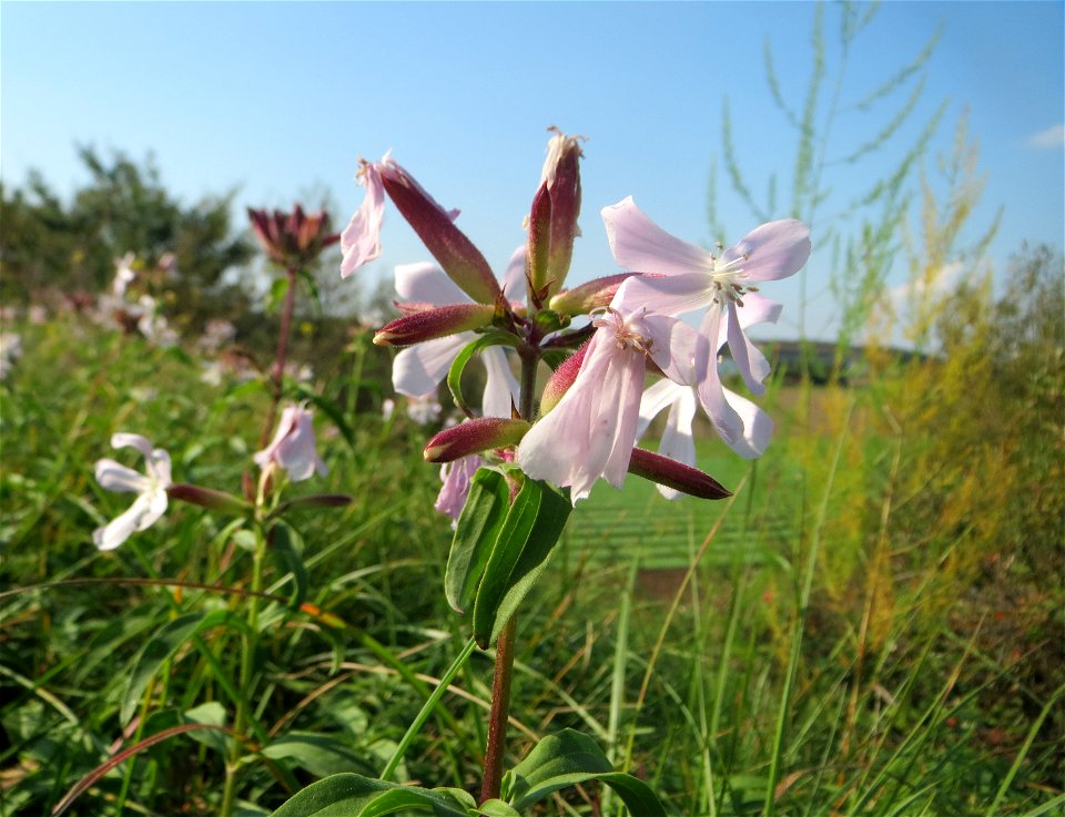Gewöhnliches Seifenkraut (Saponaria officinalis) am westlichen Ausläufer vom „Wingertsbuckel“ bei Oftersheim