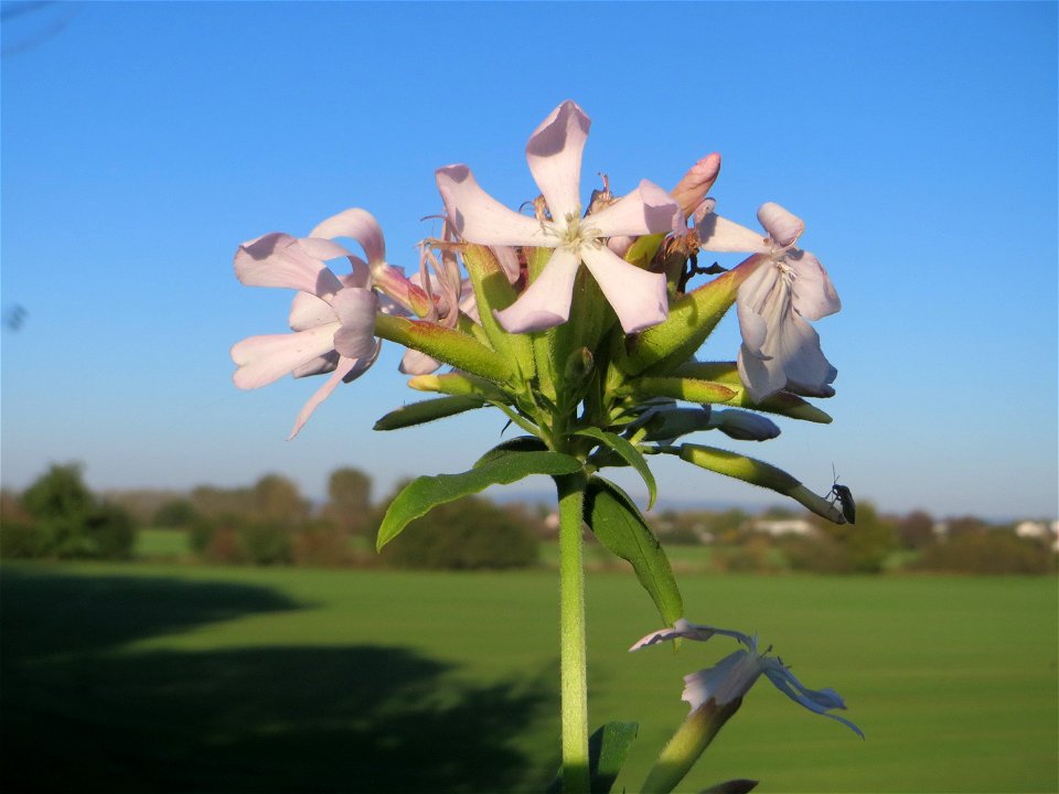 Gewöhnliches Seifenkraut (Saponaria officinalis) bei Reilingen