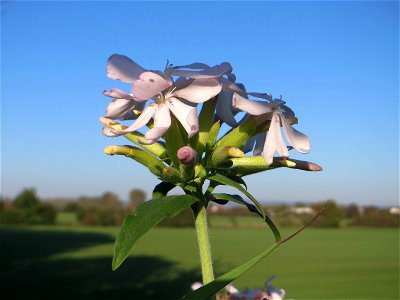 Gewöhnliches Seifenkraut (Saponaria officinalis) bei Reilingen