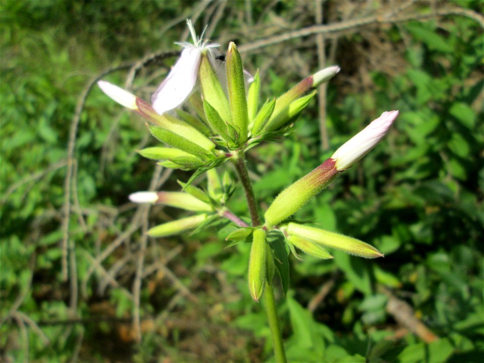 Gewöhnliches Seifenkraut (Saponaria officinalis) in der Schwetzinger Hardt