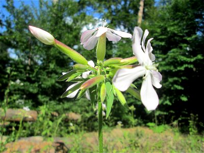 Gewöhnliches Seifenkraut (Saponaria officinalis) in der Schwetzinger Hardt