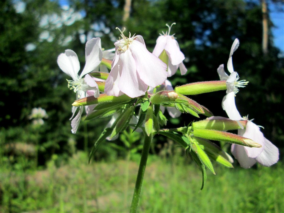 Gewöhnliches Seifenkraut (Saponaria officinalis) in der Schwetzinger Hardt