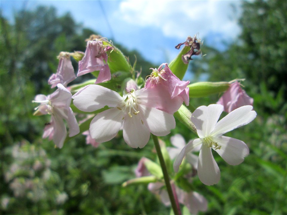 Gewöhnliches Seifenkraut (Saponaria officinalis) an der Saar in Saarbrücken