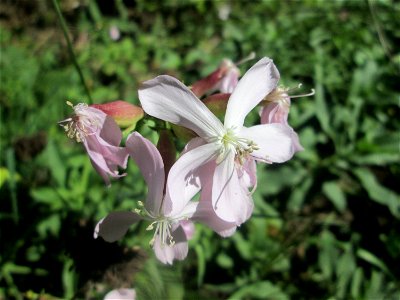 Gewöhnliches Seifenkraut (Saponaria officinalis) im Almet in Sankt Arnual