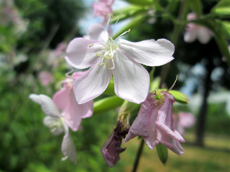 Gewöhnliches Seifenkraut (Saponaria officinalis) an der Saar in Saarbrücken