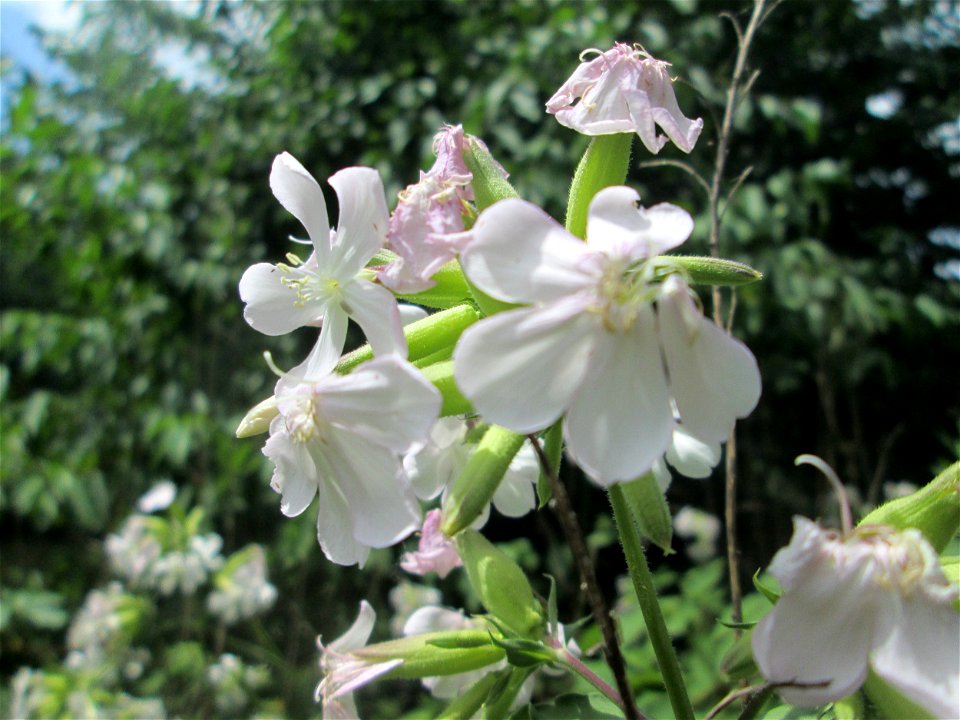 Gewöhnliches Seifenkraut (Saponaria officinalis) an der Saar in Saarbrücken