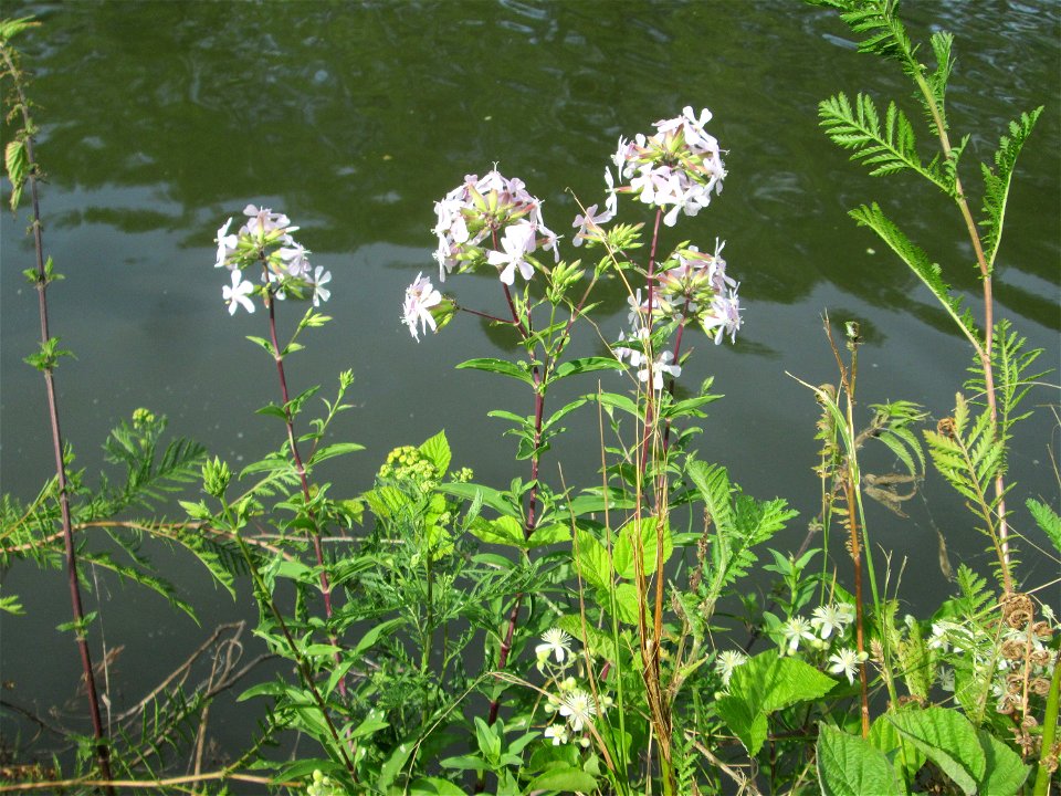 Gewöhnliches Seifenkraut (Saponaria officinalis) an der Saar in Saarbrücken