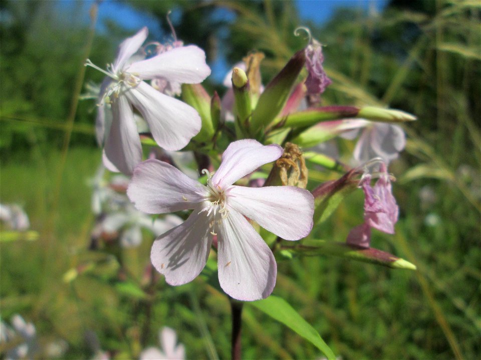 Gewöhnliches Seifenkraut (Saponaria officinalis) im Naturschutzgebiet "St. Arnualer Wiesen"