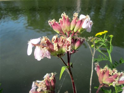 Gewöhnliches Seifenkraut (Saponaria officinalis) an der Saar in Saarbrücken