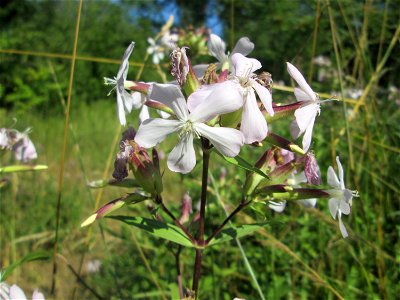 Gewöhnliches Seifenkraut (Saponaria officinalis) im Naturschutzgebiet "St. Arnualer Wiesen"