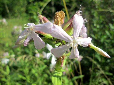 Gewöhnliches Seifenkraut (Saponaria officinalis) im Naturschutzgebiet "St. Arnualer Wiesen"