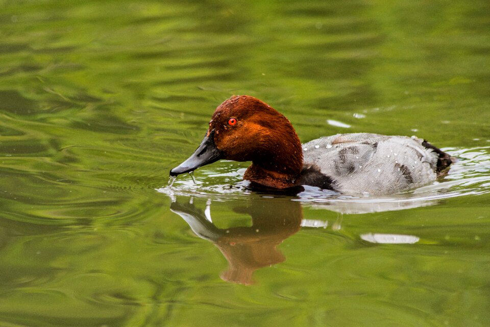 Natural nature duck