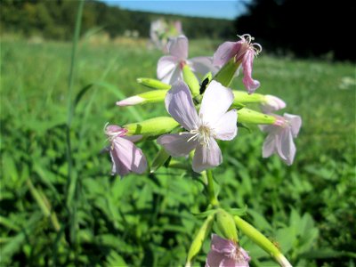 Gewöhnliches Seifenkraut (Saponaria officinalis) am Waldrand bei Bischmisheim