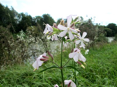 Gewöhnliches Seifenkraut (Saponaria officinalis) an der Saaraue Grosbliederstroff