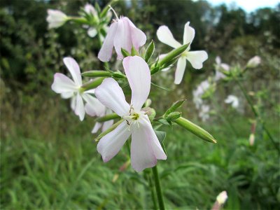 Gewöhnliches Seifenkraut (Saponaria officinalis) an der Saaraue Grosbliederstroff