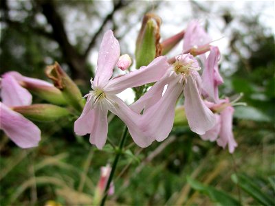 Gewöhnliches Seifenkraut (Saponaria officinalis) in Brebach