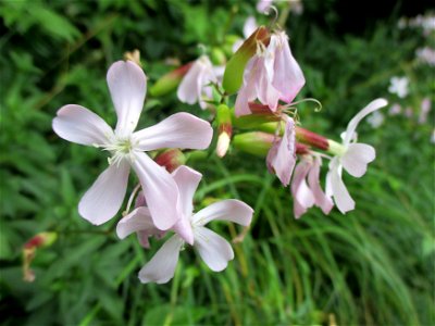 Gewöhnliches Seifenkraut (Saponaria officinalis) auf einer Brachfläche der Halberger Hütte in Brebach