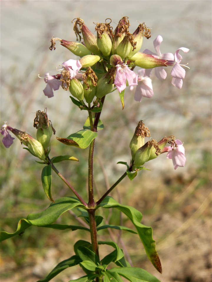 Aufnahmeort:    Deutschland, Berlin, Aufnahmeobjekt: Gewöhnliches Seifenkraut (Saponaria officinalis)