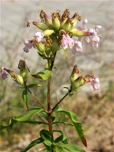 Aufnahmeort:    Deutschland, Berlin, Aufnahmeobjekt: Gewöhnliches Seifenkraut (Saponaria officinalis)