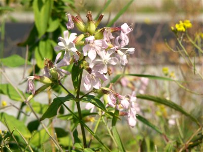 Aufnahmeort:    Deutschland, Berlin, Aufnahmeobjekt: Gewöhnliches Seifenkraut (Saponaria officinalis)