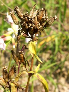 Aufnahmeort:    Deutschland, Berlin, Aufnahmeobjekt: Gewöhnliches Seifenkraut (Saponaria officinalis)