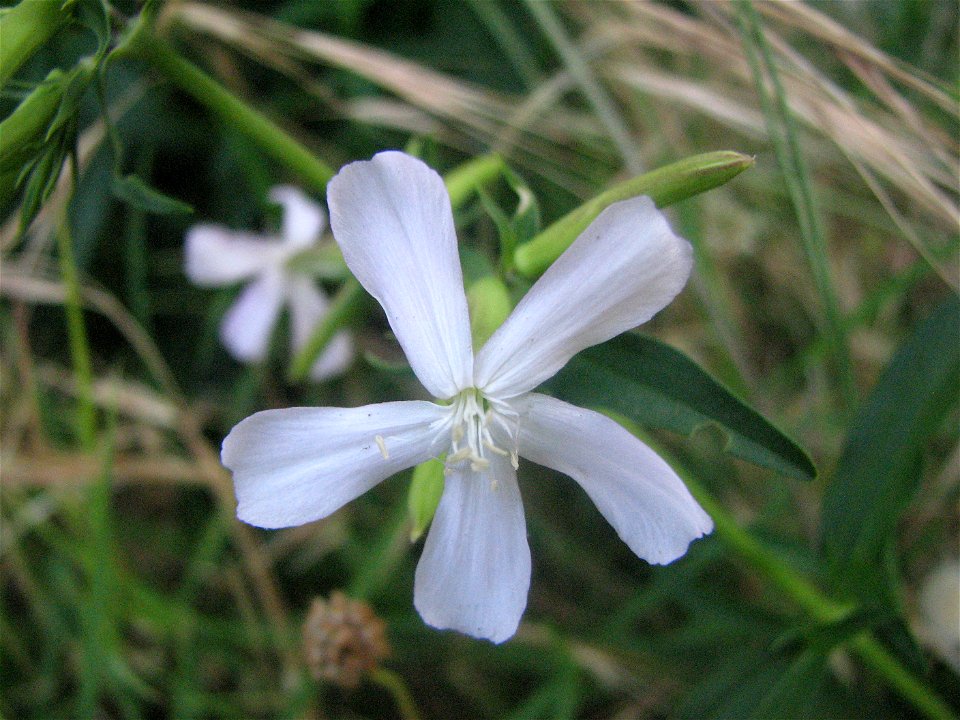Saponaria officinalis
From Corsica

flora