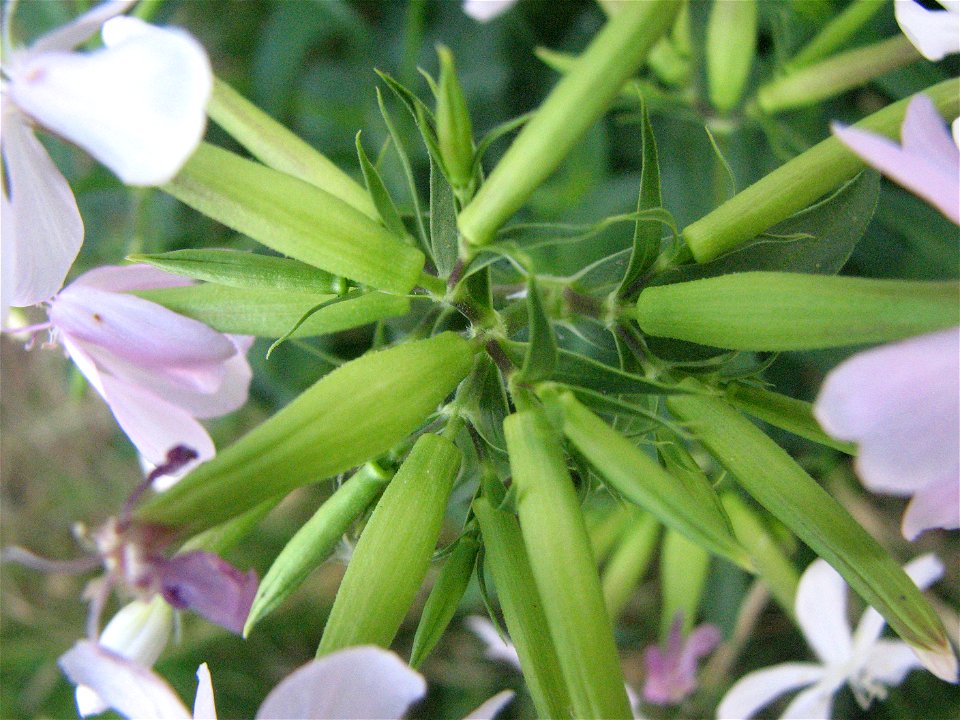 Saponaria officinalis
From Corsica

flora