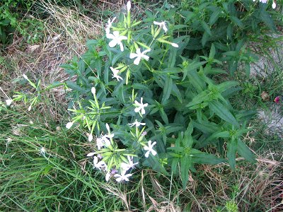 Saponaria officinalis
From Corsica

flora